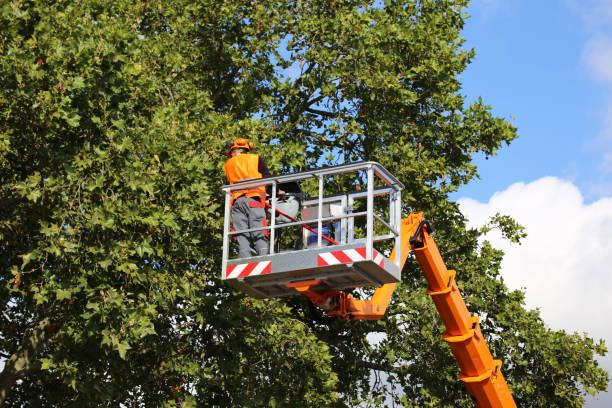 How Our Tree Care Process Works  in  East Ithaca, NY