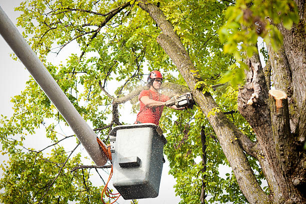 Trusted East Ithaca, NY  Tree Services Experts